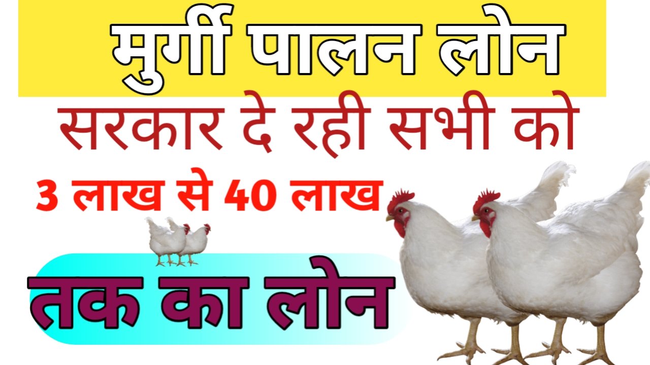 Poultry Farm Yojana 2024 : पोल्ट्री फार्म खोलने के लिए सरकार दे रही है 3 लाख से 40 लाख तक का लोन, यहाँ देखे पूरी जानकारी! - PMSuraj.com